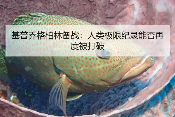 基普乔格柏林备战：人类极限纪录能否再度被打破
